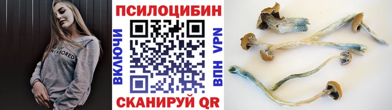 Псилоцибиновые грибы Psilocybine cubensis  Дно 